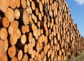wood trunks 